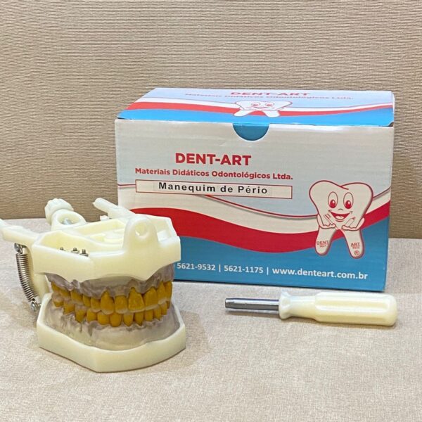 Manequim dê Periodontia